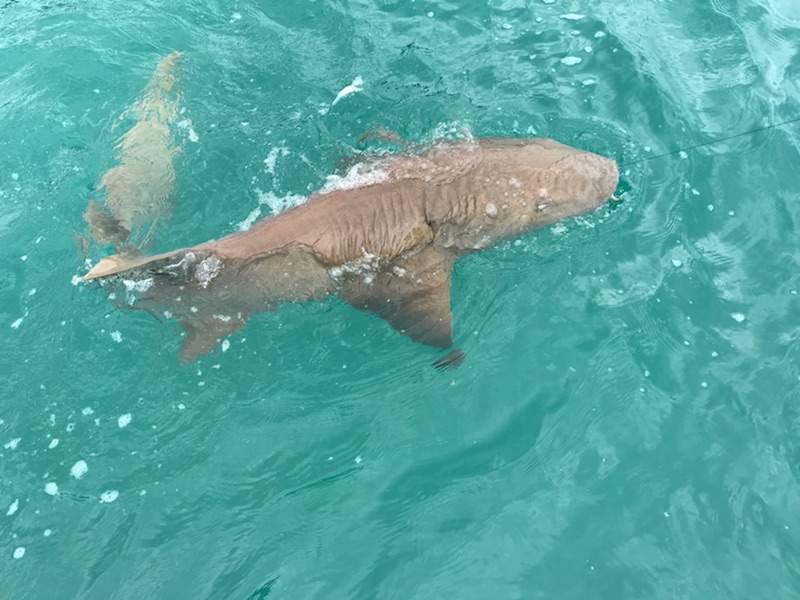 Shark in blue waters swimming right