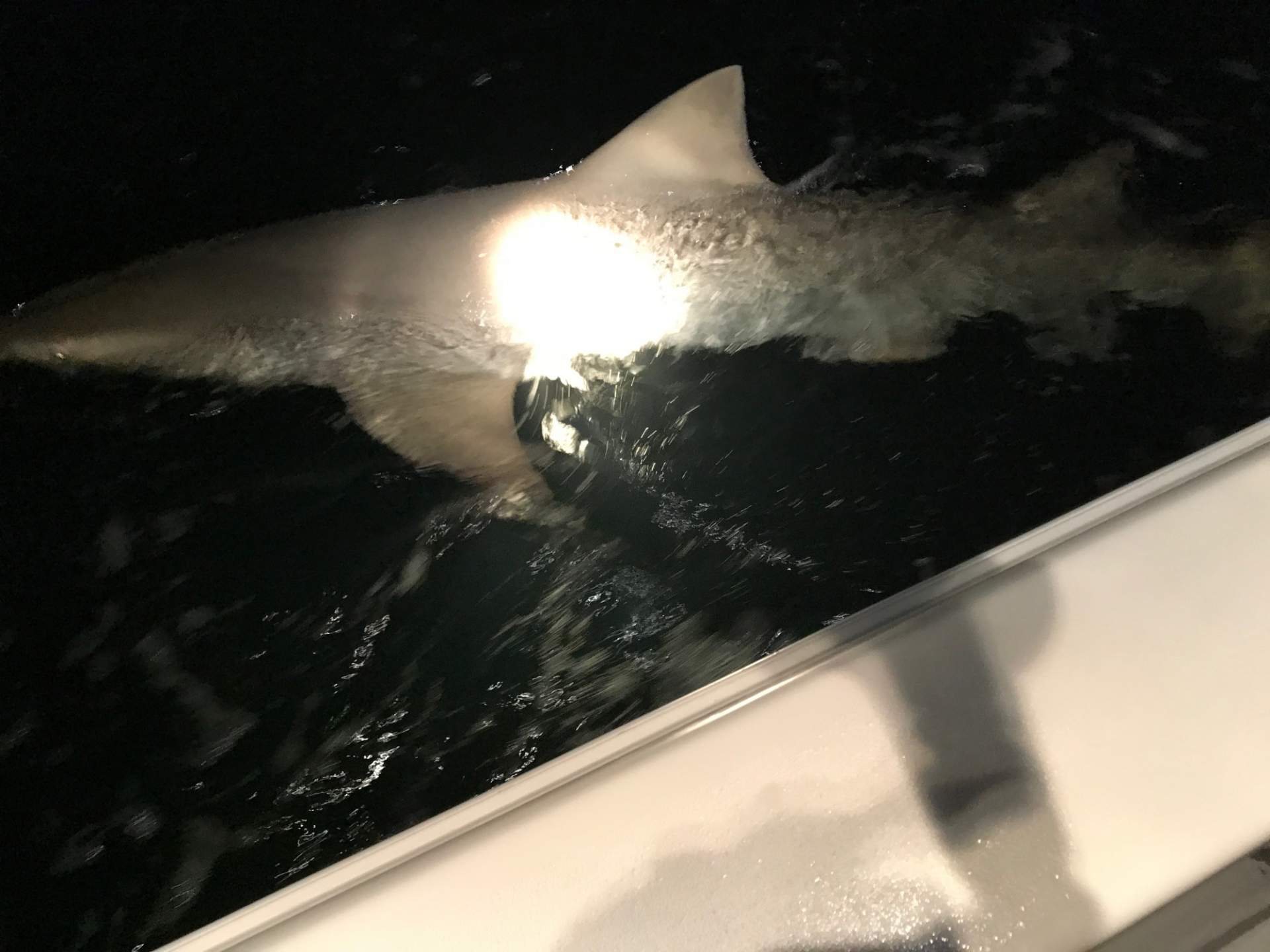 Shark in dark nighttime waters with light shining on it