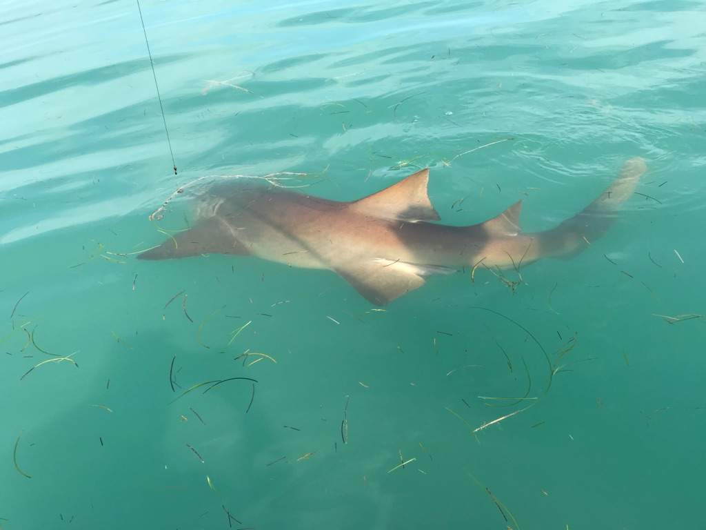 Shark in the water with fishing line in mouth