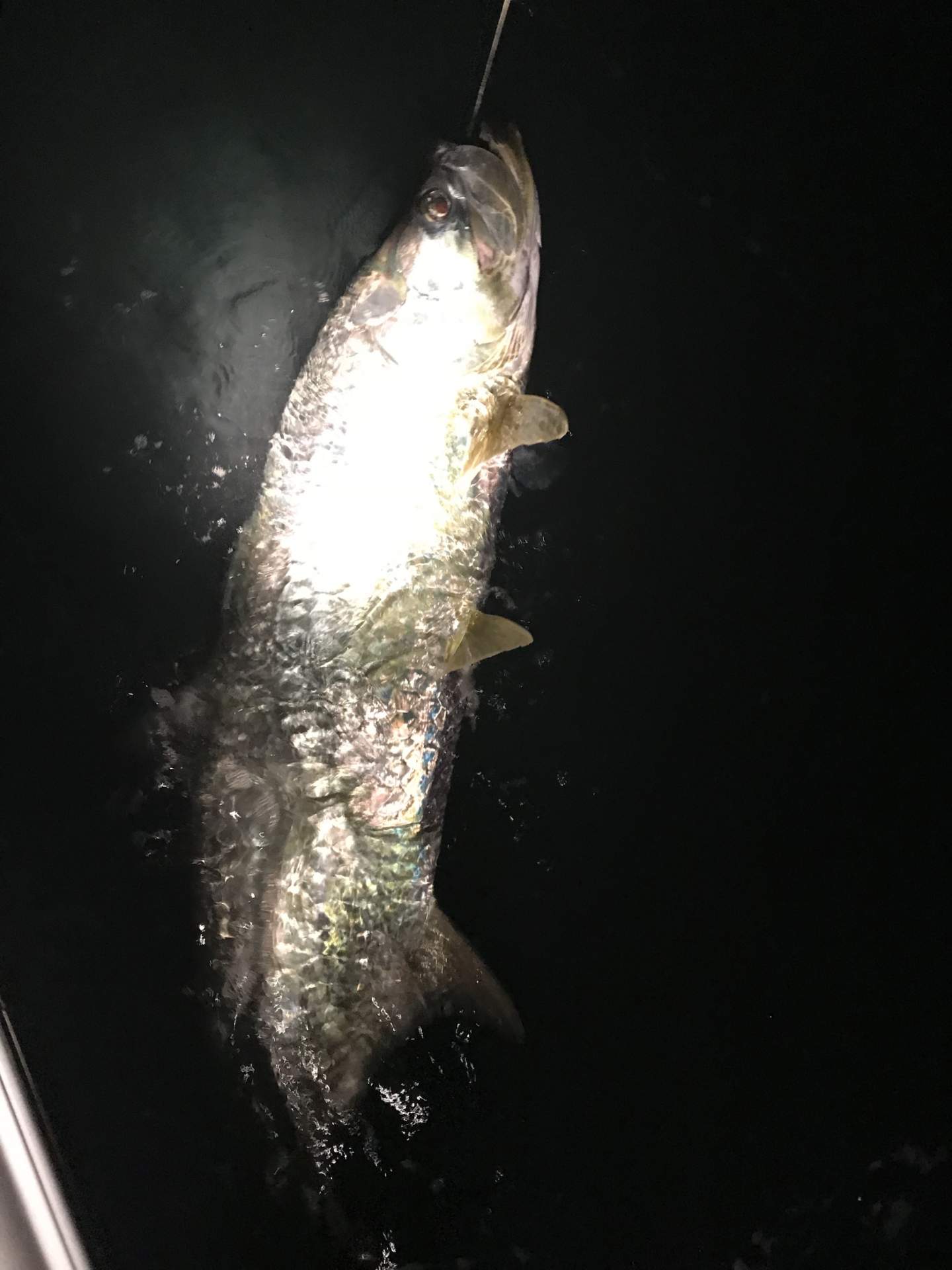 Tarpon at night with light shining on it