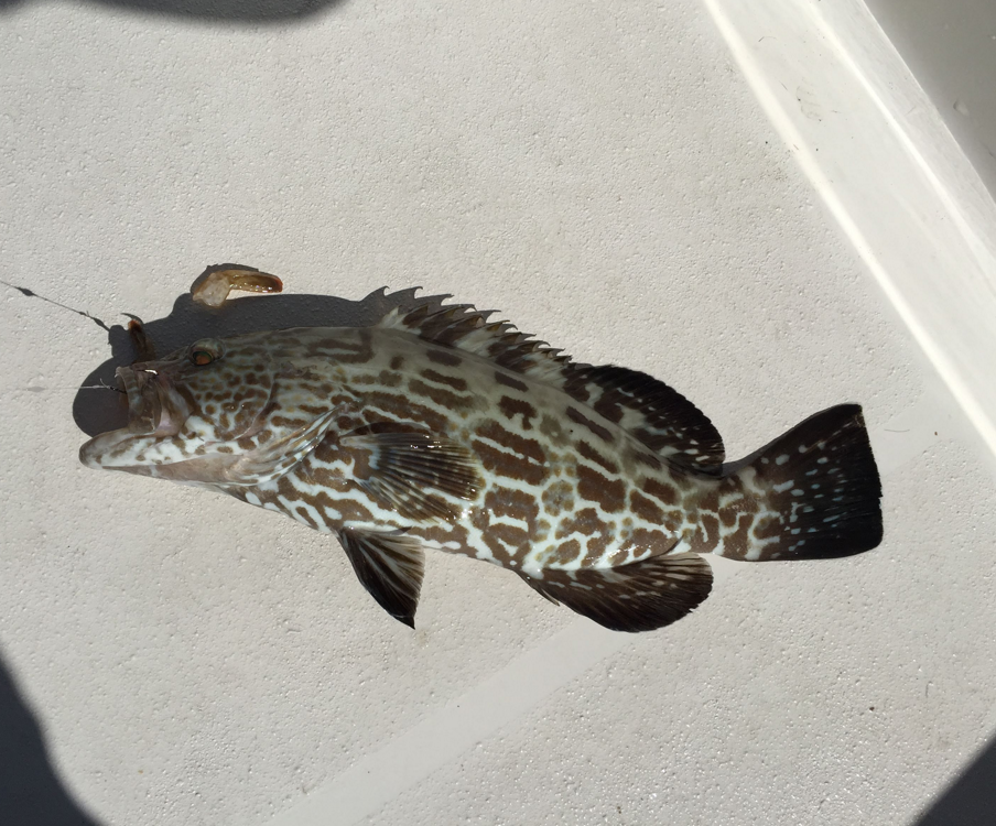 Fish on the ground: grouper