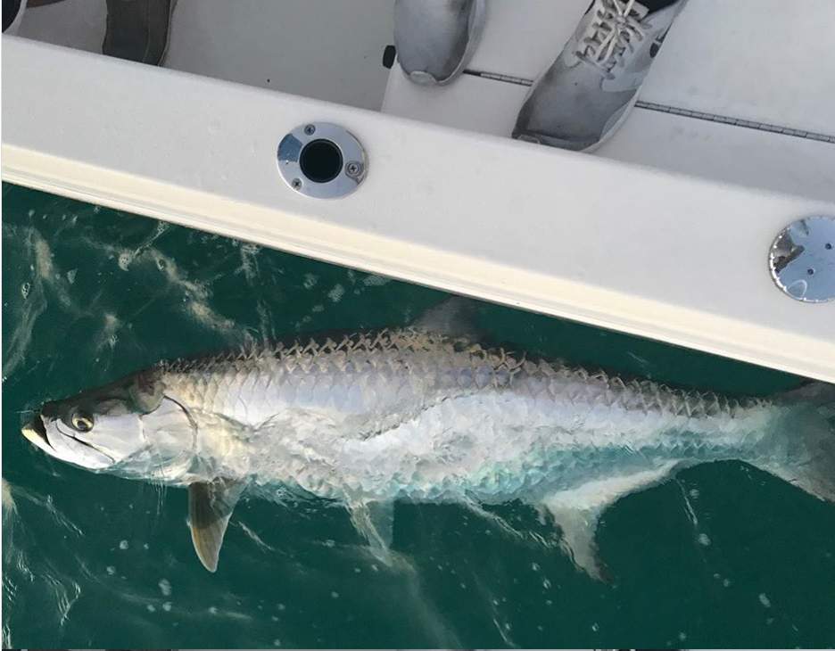Tarpon in the water next to boat