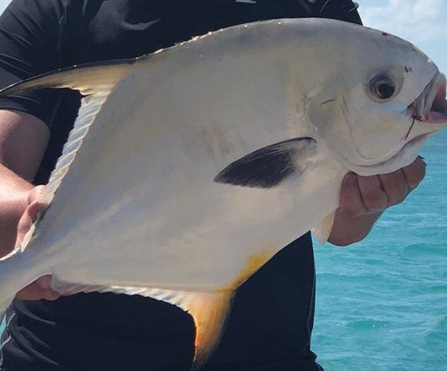 Man holding permit fish