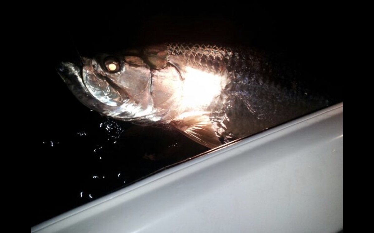 Tarpon at night with light pointed on it