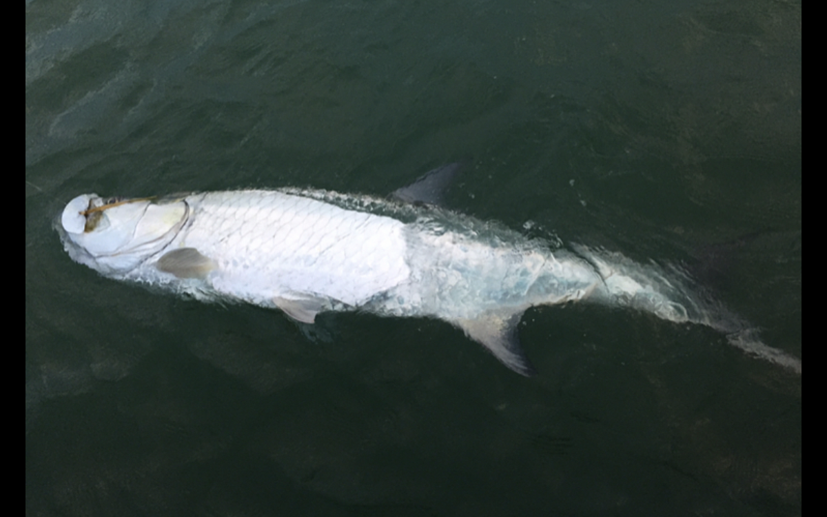 Tarpon in day time facing left in the water