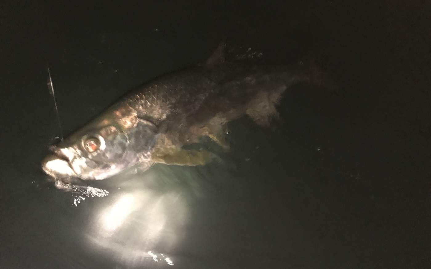 Tarpon in water facing boat with water on it