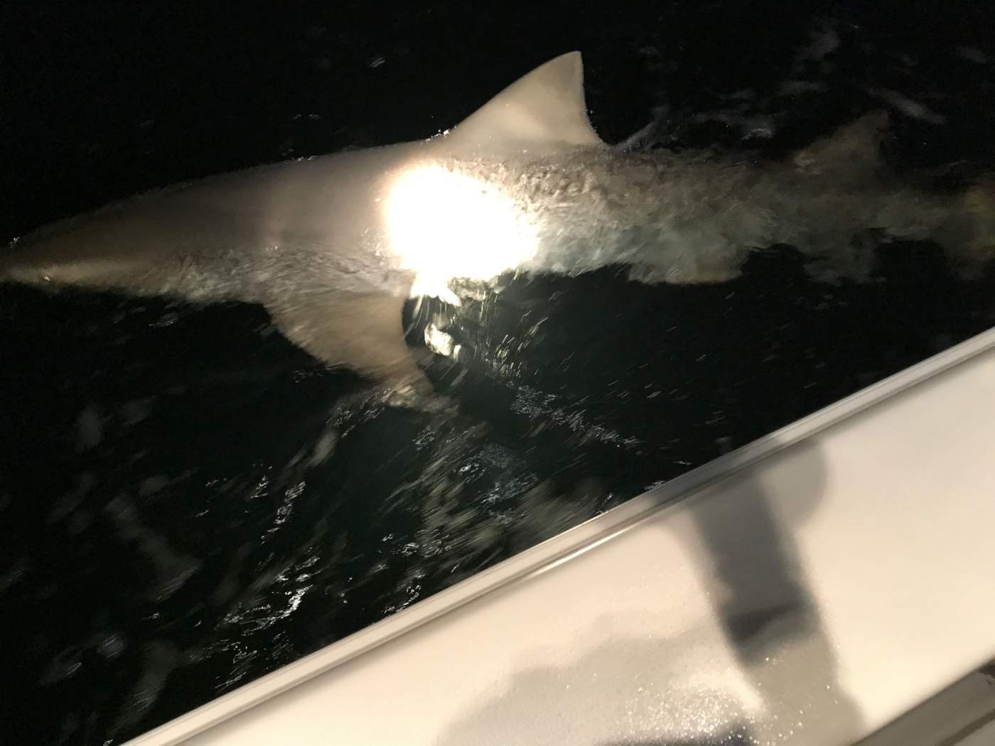 Shark with light on it