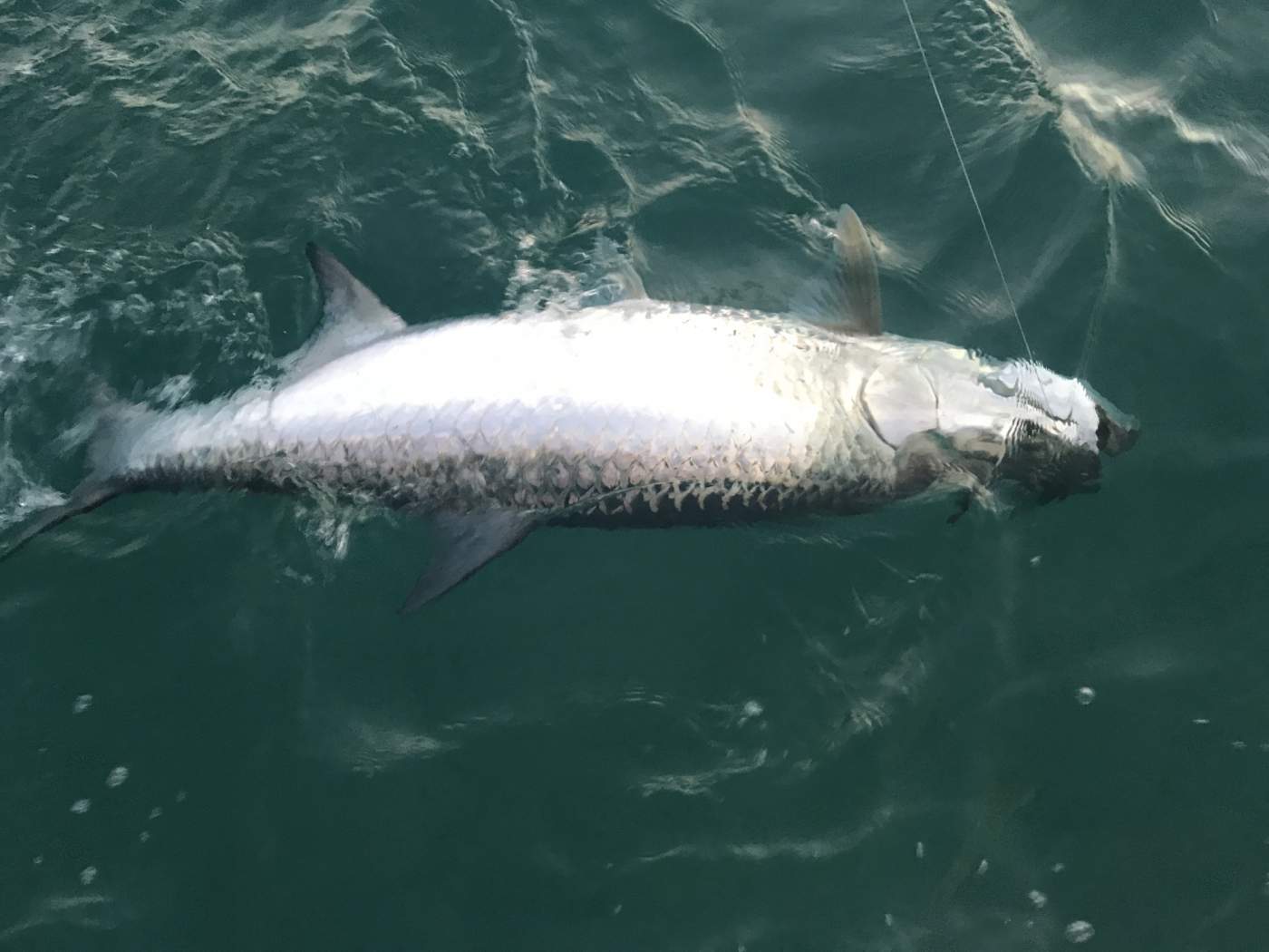 Tarpon in the water